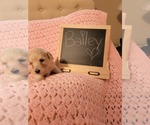 Small Photo #4 Goldendoodle (Miniature) Puppy For Sale in GREELEY, CO, USA