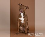 Small Photo #6 Mutt Puppy For Sale in Claremore, OK, USA