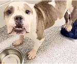 Small #1 Bulldog Mix