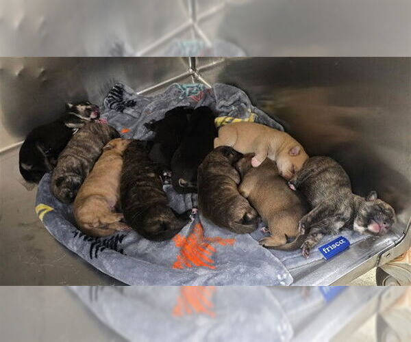 Medium Photo #1 German Shepherd Dog-Unknown Mix Puppy For Sale in Riverside, CA, USA