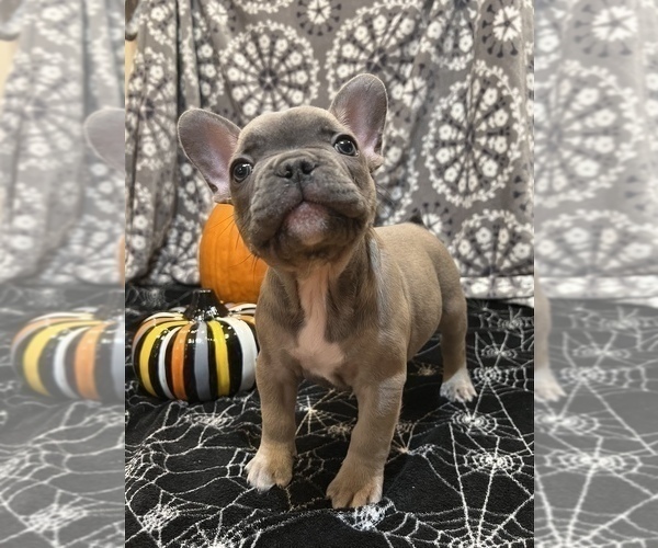 Full screen Photo #3 French Bulldog Puppy For Sale in BRADENTON, FL, USA