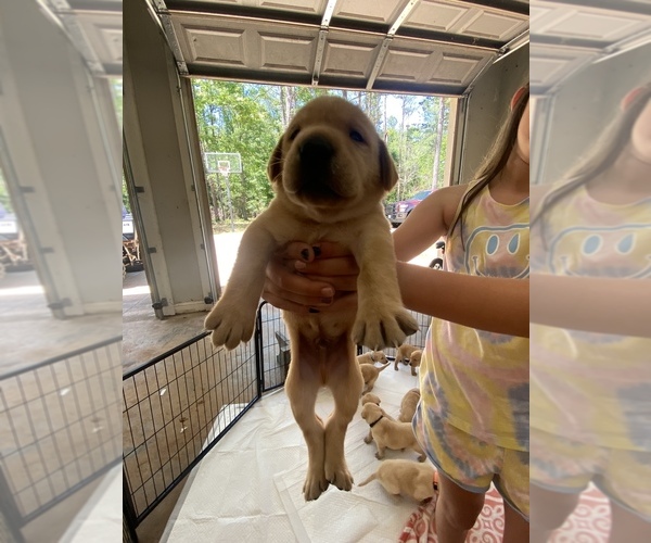 Medium Photo #9 Labrador Retriever Puppy For Sale in LEESBURG, GA, USA