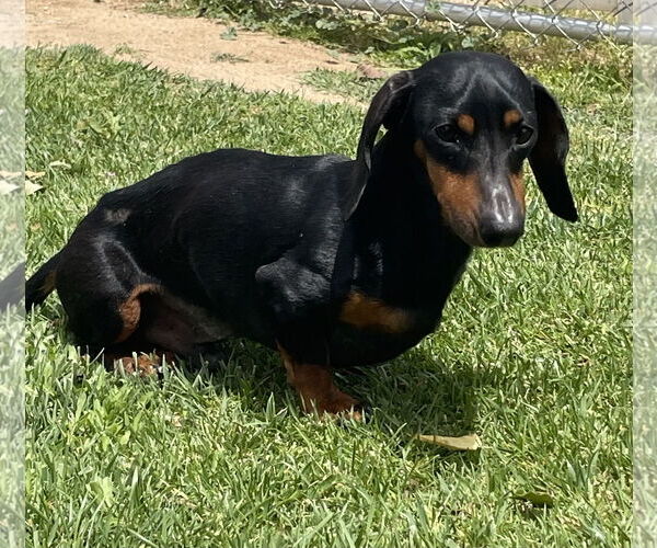 Medium Photo #4 Dachshund Puppy For Sale in Hesperia, CA, USA