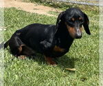 Small #3 Dachshund