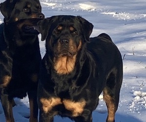 Mother of the Rottweiler puppies born on 02/07/2026