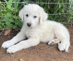 Puppy 8 Great Pyrenees