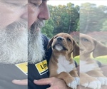 Small Photo #1 Boxweiler Puppy For Sale in CULLMAN, AL, USA