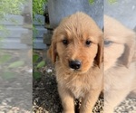 Puppy Puppy 5 purple Golden Retriever