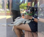 Small #1 Labrador Retriever Mix