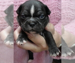 Small Photo #2 Faux Frenchbo Bulldog Puppy For Sale in ALTOONA, KS, USA