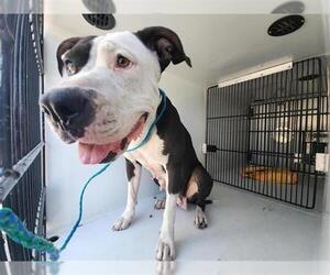 American Pit Bull Terrier-Unknown Mix Dogs for adoption in Houston, TX, USA