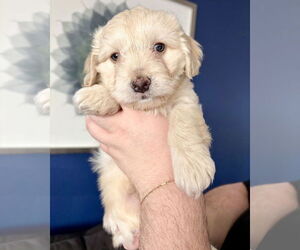 Colonial Cocker Spaniel-Maltese Mix Dogs for adoption in Corona, CA, USA