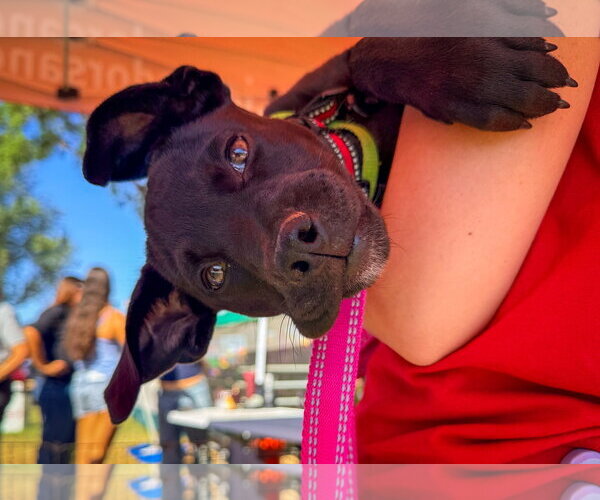 Medium Photo #2 Labrador Retriever-Unknown Mix Puppy For Sale in San Diego, CA, USA