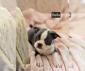 Boston Terrier Puppy for sale in MINERAL WELLS, WV, USA