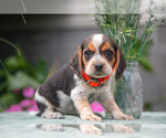 Puppy Tanner Beagle