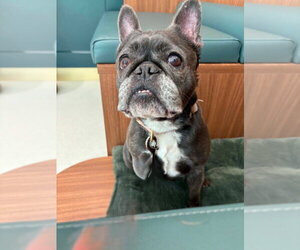 French Bulldog Dogs for adoption in Brights Grove, Ontario, Canada