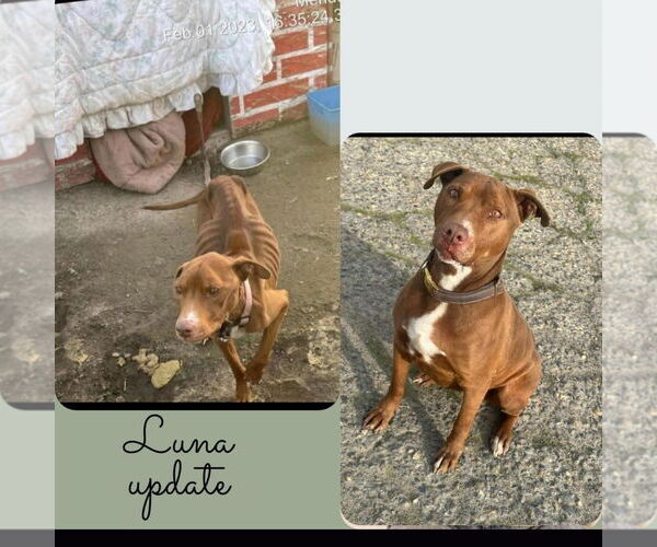Medium Photo #2 American Pit Bull Terrier Puppy For Sale in Hayward, CA, USA