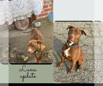 Small #1 American Pit Bull Terrier
