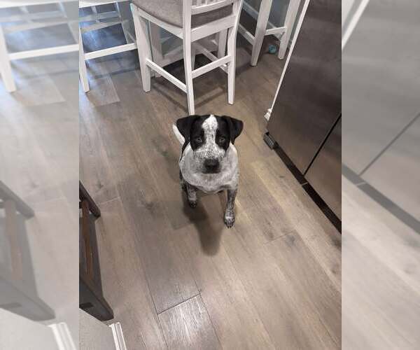 Medium Photo #2 Mutt Puppy For Sale in Royse City , TX, USA