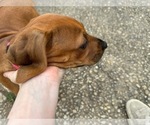 Small #12 Rhodesian Ridgeback