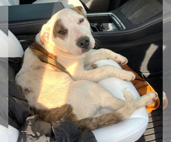 Medium Photo #4 Labrador Retriever-Unknown Mix Puppy For Sale in Rockaway, NJ, USA