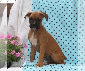 Boxer Puppy for sale in RISING SUN, MD, USA