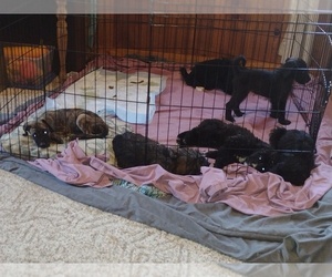 American Blue Gascon Hound-Labradoodle Mix Dogs for adoption in LEWISTON, MI, USA