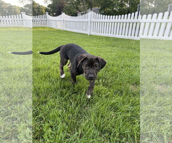 Medium Photo #3 Border-Aussie Puppy For Sale in Spring Lake, NJ, USA