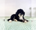 Small #1 Bernedoodle (Miniature)