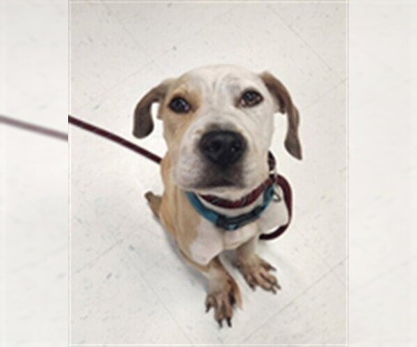 Medium Photo #1 American Pit Bull Terrier-Unknown Mix Puppy For Sale in Corpus Christi, TX, USA