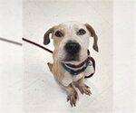 Small American Pit Bull Terrier Mix