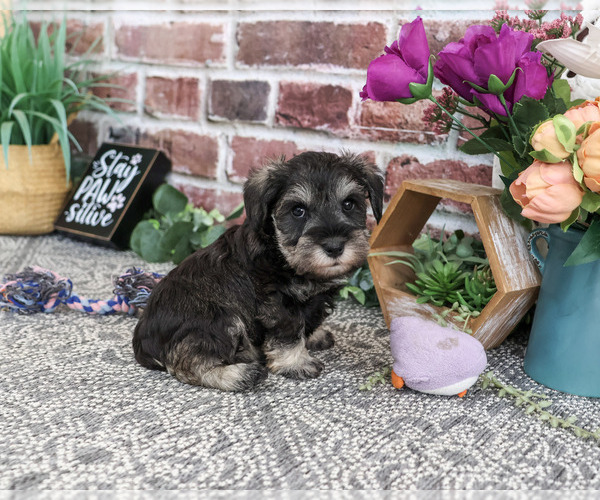 Medium Photo #4 Schnauzer (Miniature) Puppy For Sale in SYRACUSE, IN, USA