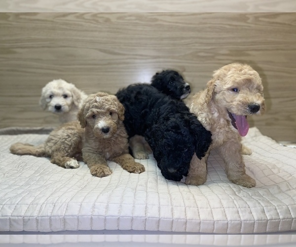Medium Photo #10 Goldendoodle-Poodle (Standard) Mix Puppy For Sale in DETROIT, MI, USA