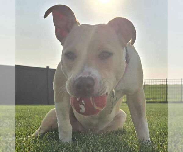Medium Photo #42 American Pit Bull Terrier-Unknown Mix Puppy For Sale in Fargo, ND, USA