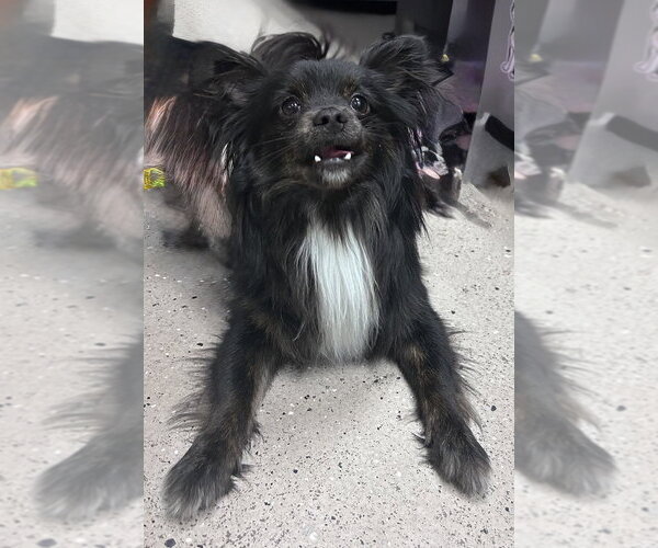 Medium Photo #3 Chion Puppy For Sale in Mundelein, IL, USA