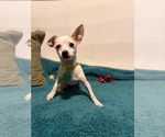 Small #4 Chihuahua Mix