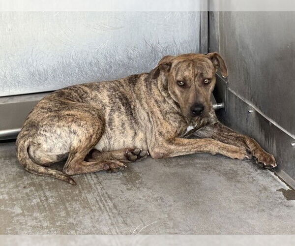 Medium Photo #2 Mutt Puppy For Sale in San Bernardino, CA, USA