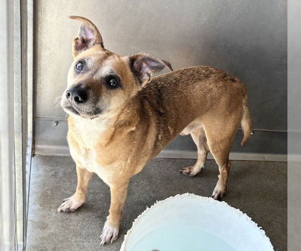 Medium Photo #1 American Pit Bull Terrier-Unknown Mix Puppy For Sale in San Bernardino, CA, USA