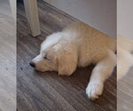 Small #3 Great Pyrenees
