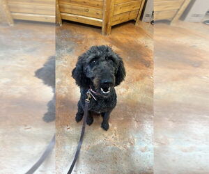 Poodle (Standard) Dogs for adoption in Bolivar, MO, USA