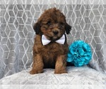 Small #3 Aussiedoodle