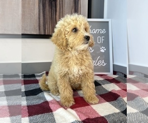 Goldendoodle (Miniature) Dog for Adoption in FRANKLIN, Indiana USA