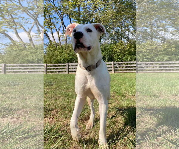 Medium Photo #47 Boxer-Unknown Mix Puppy For Sale in Germantown, OH, USA