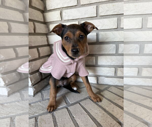 Medium Photo #3 Chihuahua-Unknown Mix Puppy For Sale in St. Louis Park, MN, USA