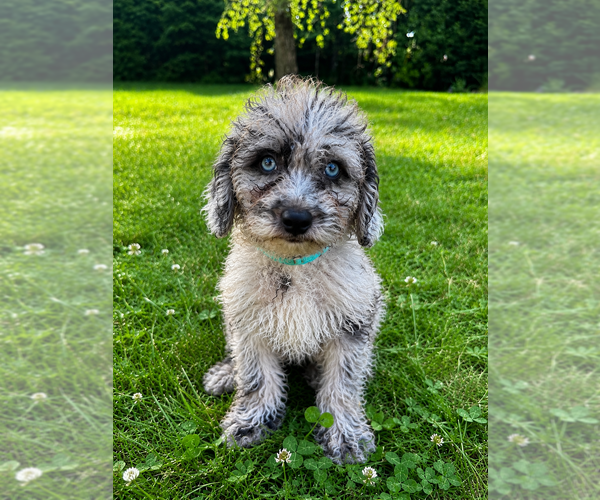 Medium Photo #8 Cavapoo (Miniature) Puppy For Sale in DURHAM, CT, USA
