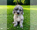 Small #7 Cavapoo (Miniature)