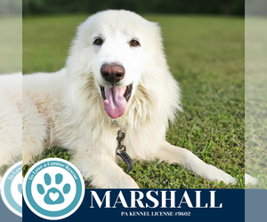 Great Pyrenees-Kuvasz Mix Dogs for adoption in Kimberton, PA, USA