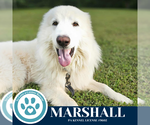 Small Great Pyrenees-Kuvasz Mix