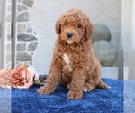Small #1 Goldendoodle