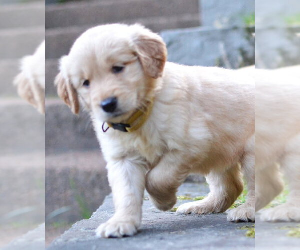 Medium Photo #3 Golden Retriever Puppy For Sale in Enfield, CT, USA
